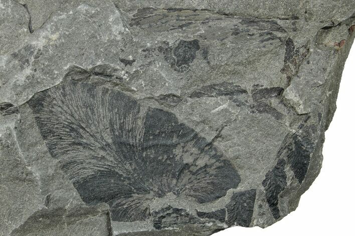 Pennsylvanian Fossil Fern (Neuropteris) Plate - Kentucky #258792